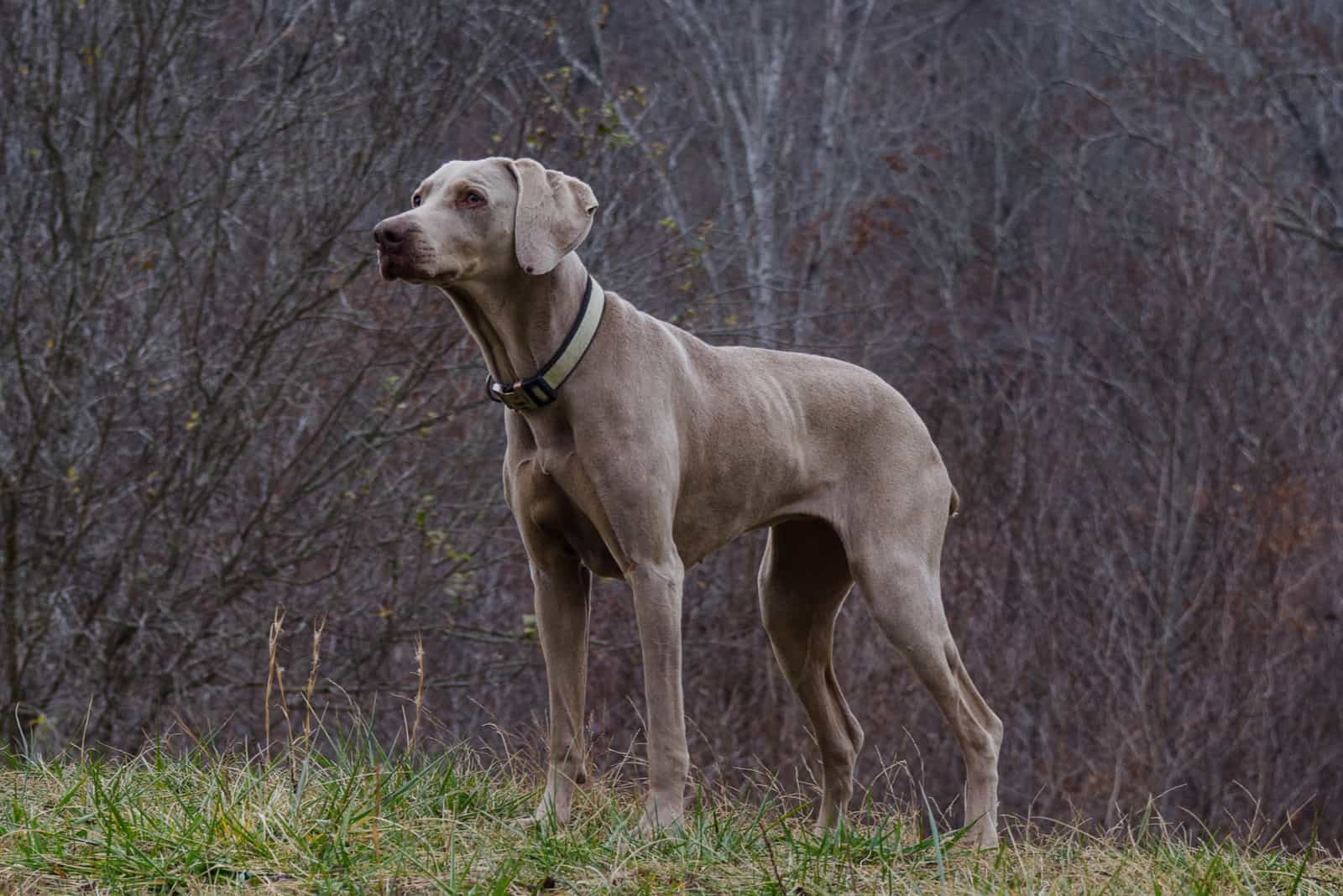 Weimaraner dog standing outdoors