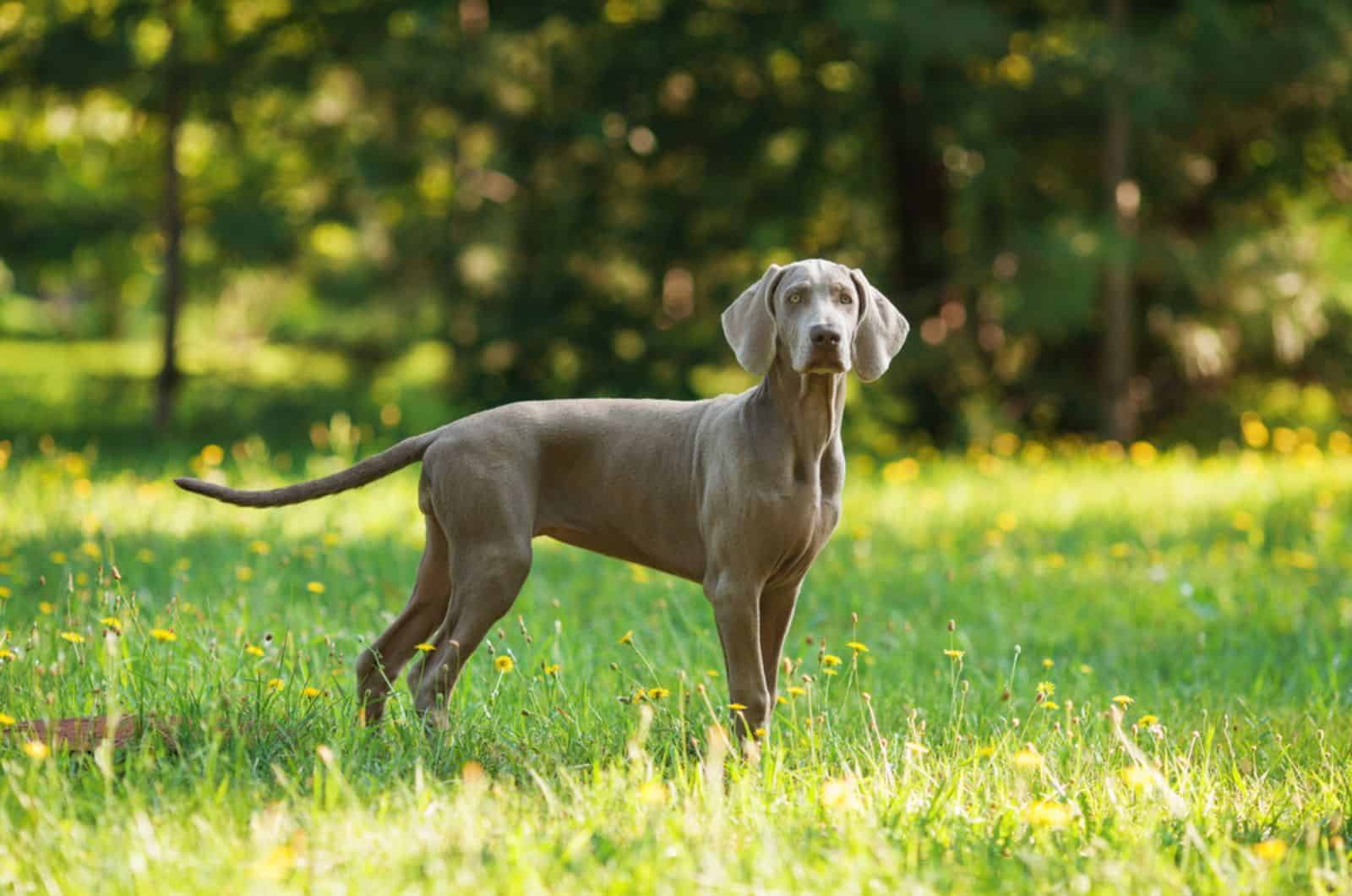 weimaraner dog standing on a meadow