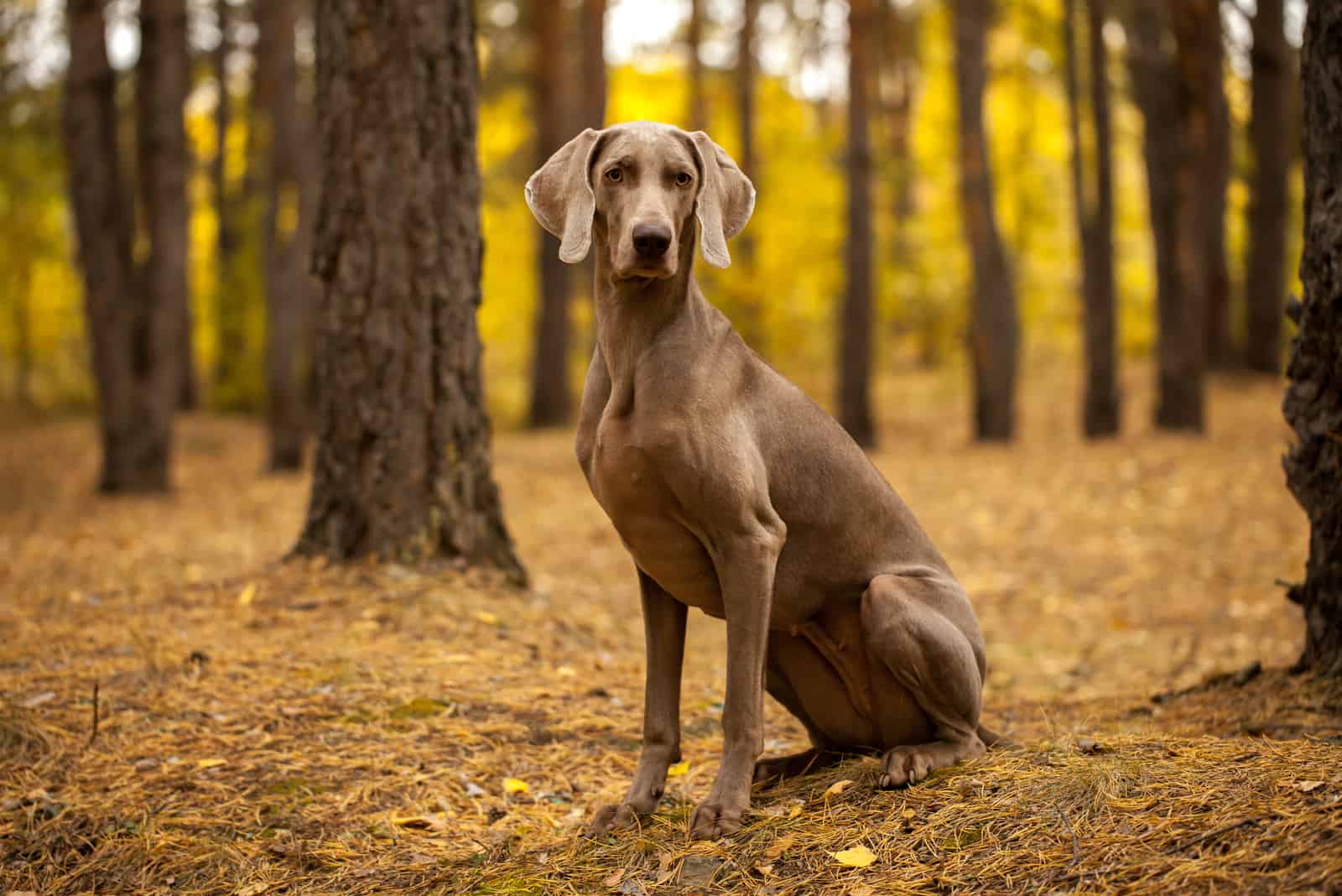 Weimaraner in the forest