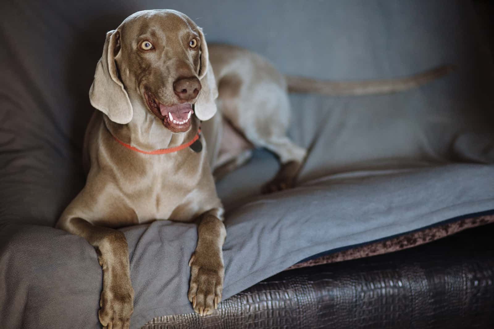 Weimaraner is lying on the couch