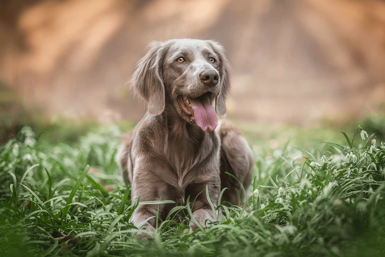 Weimaraner lies on the grass