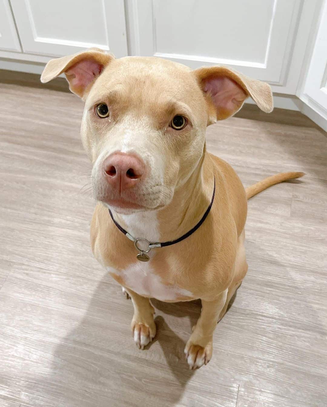 Weimaraner Pitbull mix