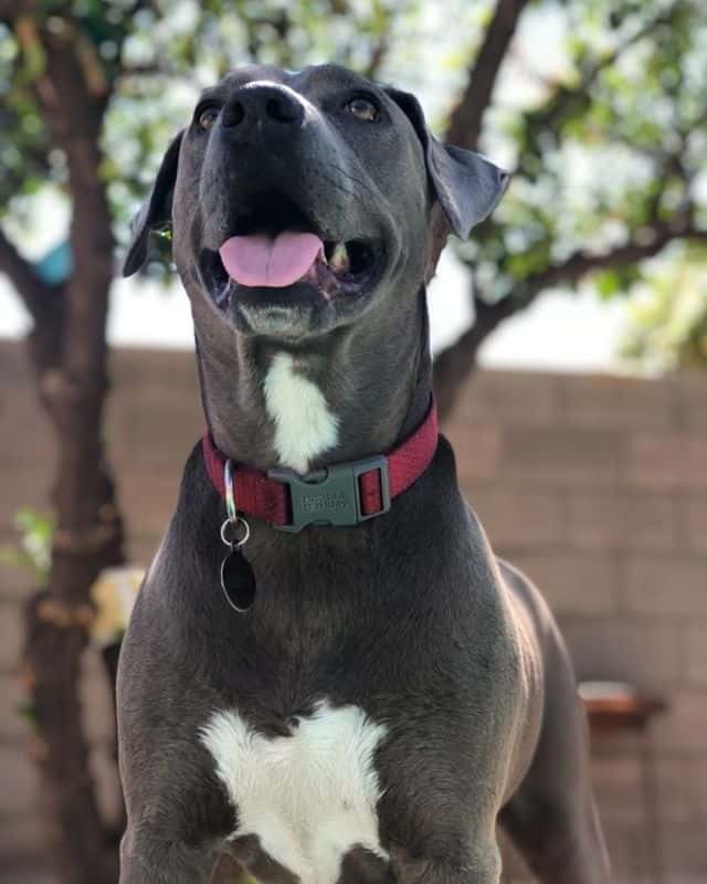 weimaraner pitbull mix dog in nature