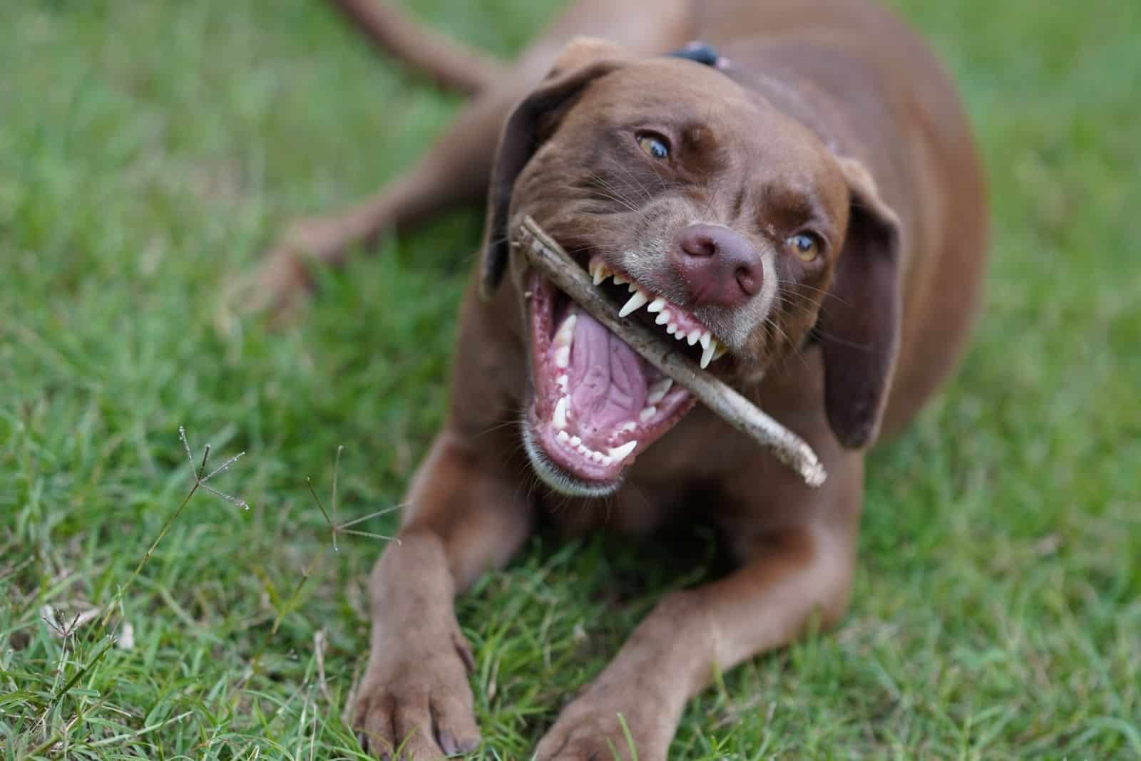 Weimaraner pitbull mix gnawing a piece of wood while lying down