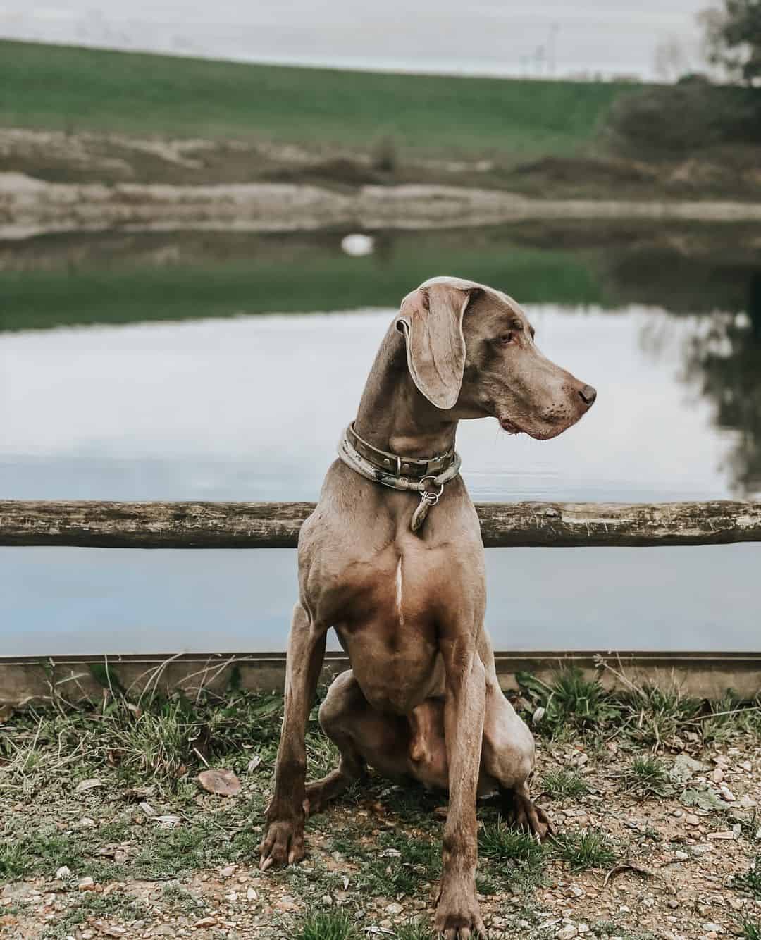 weimaraner portrait