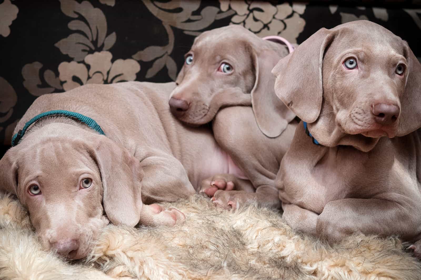 weimaraner puppies trying to sleep