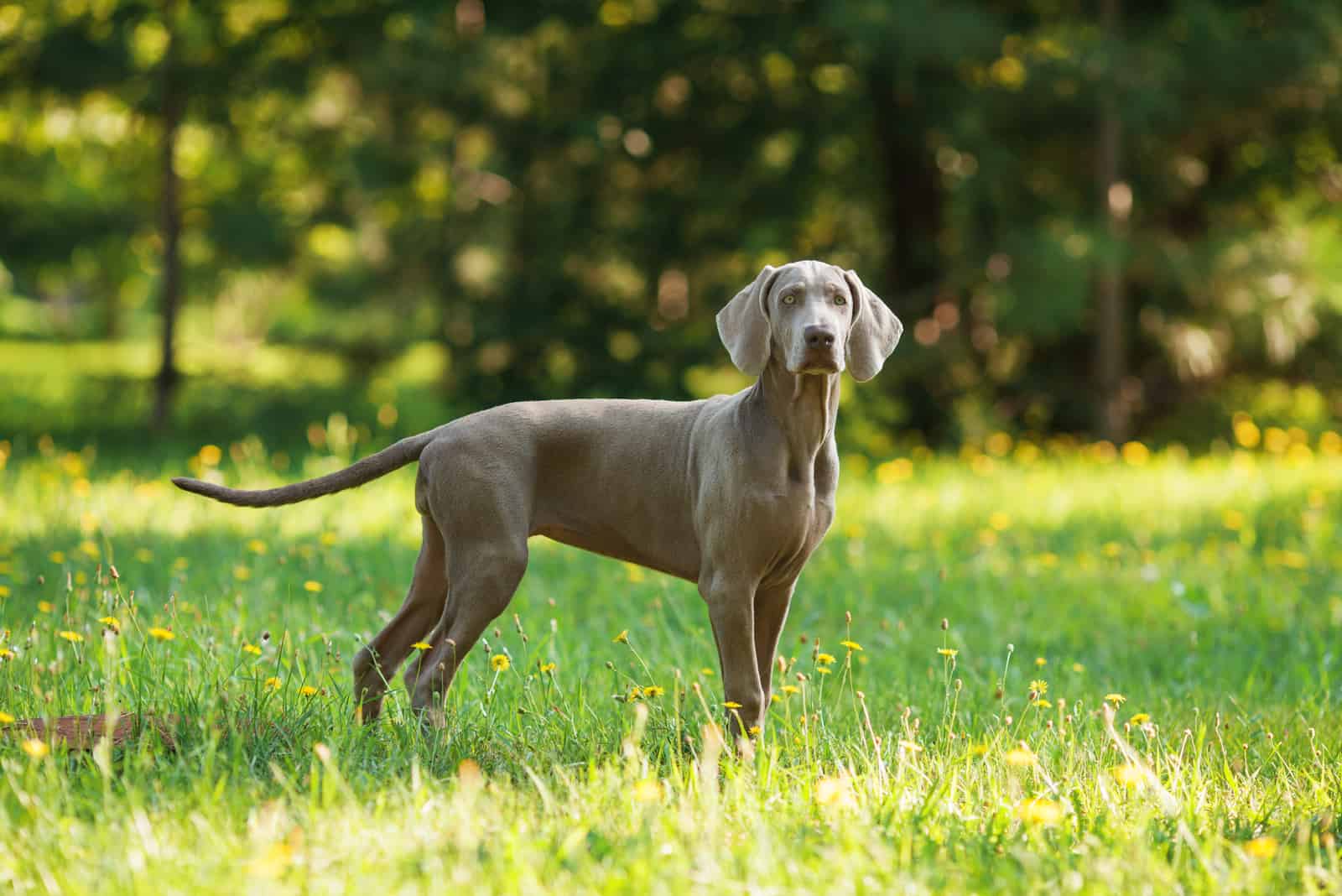 Weimaraner with gray coat standing outdoors on green grass