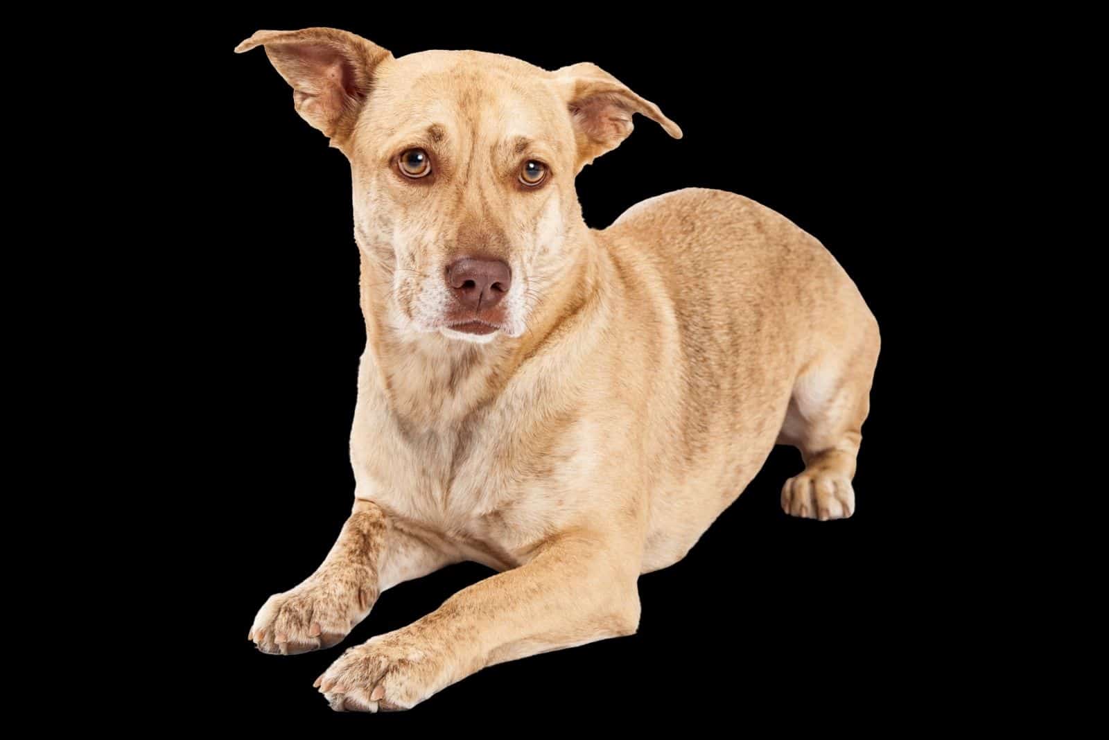 Welsh Corgi mix dog laying on a black background