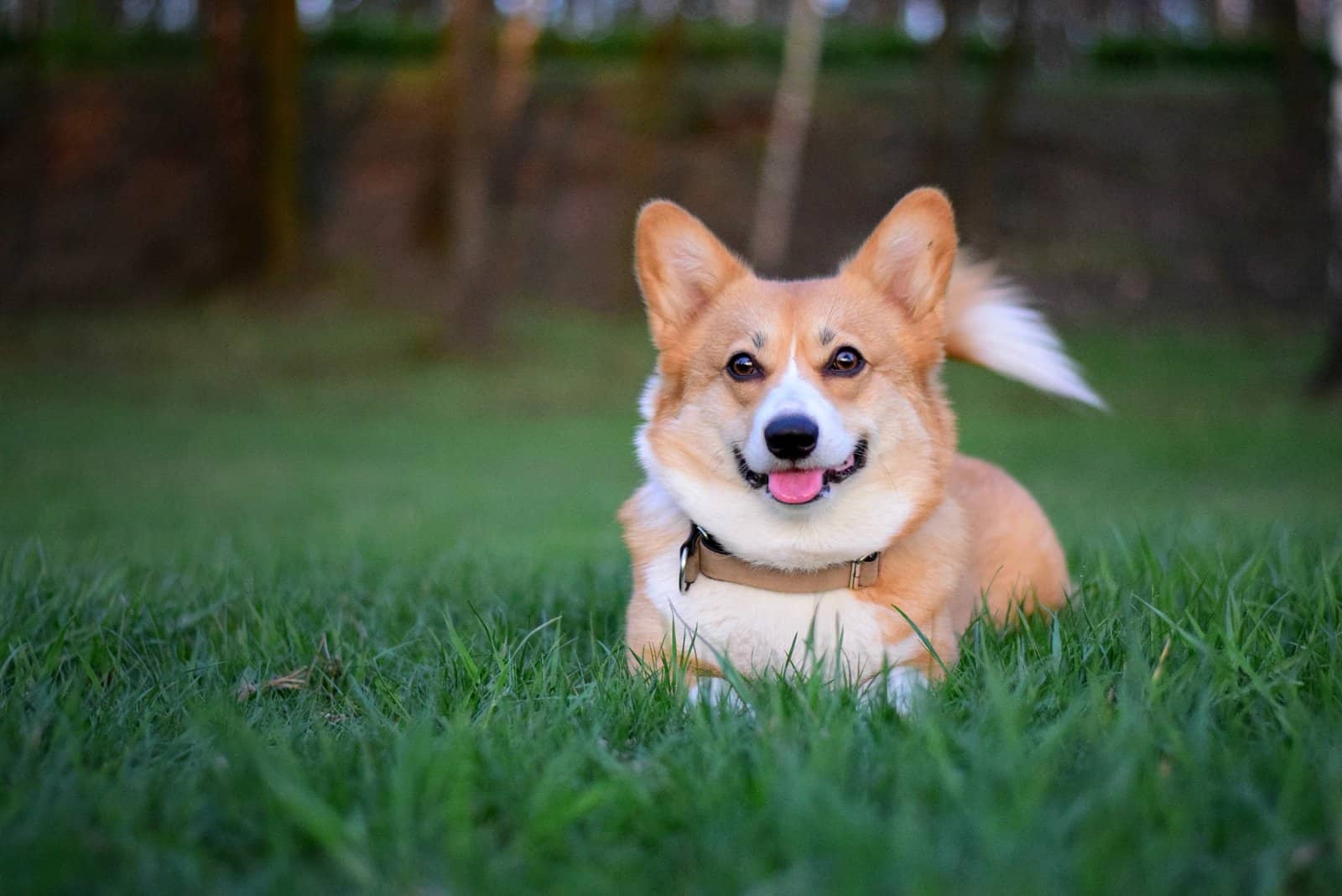 Welsh corgi pembroke dog lying down in the green grass