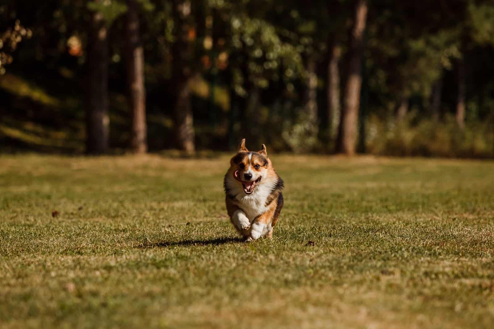 welsh corgi pembroke dog running in the park