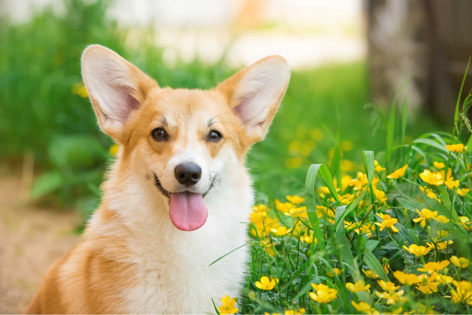 Welsh corgi pembroke portrait with tongue out