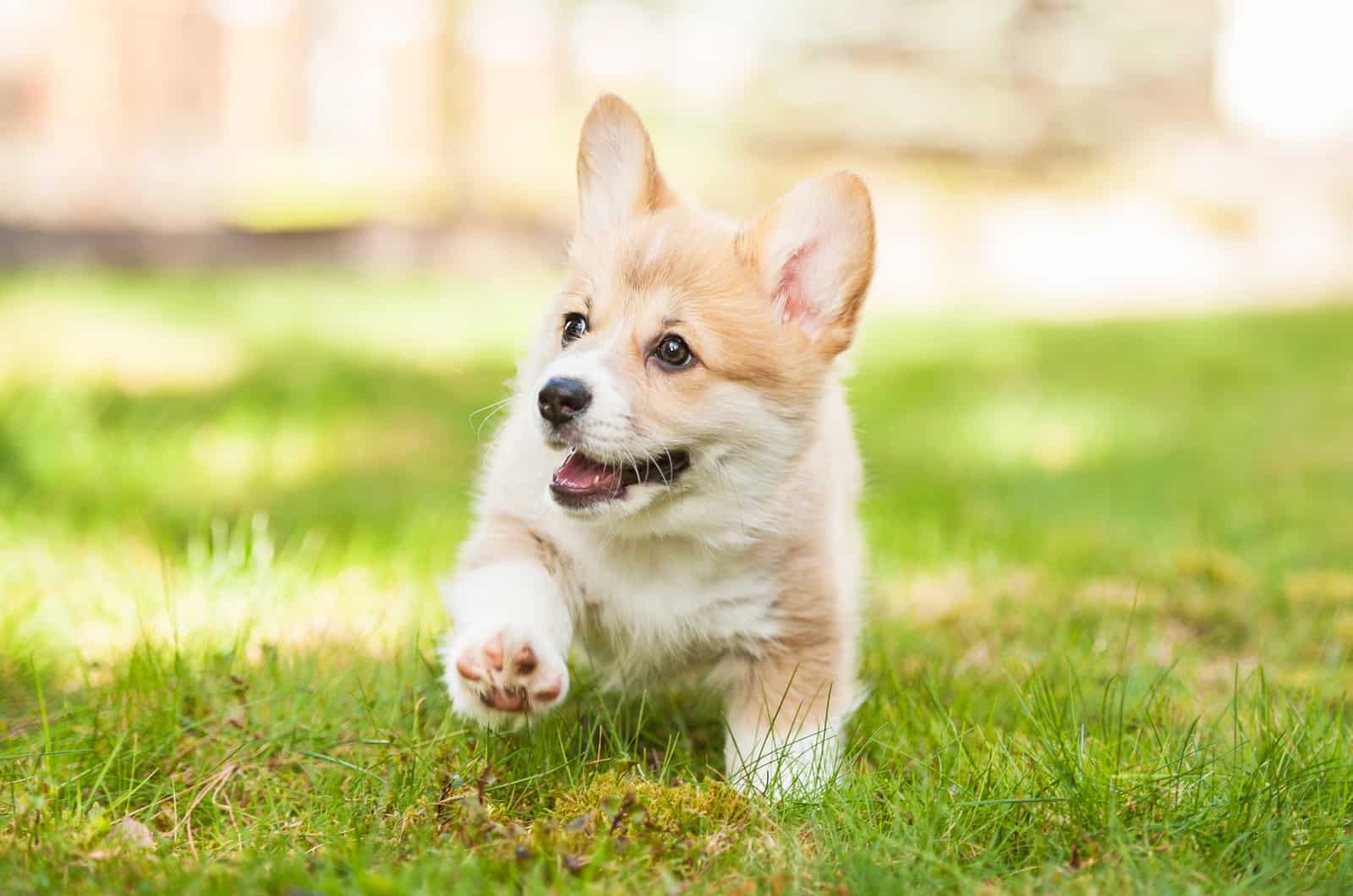 Welsh Corgi puppy sets around the garden