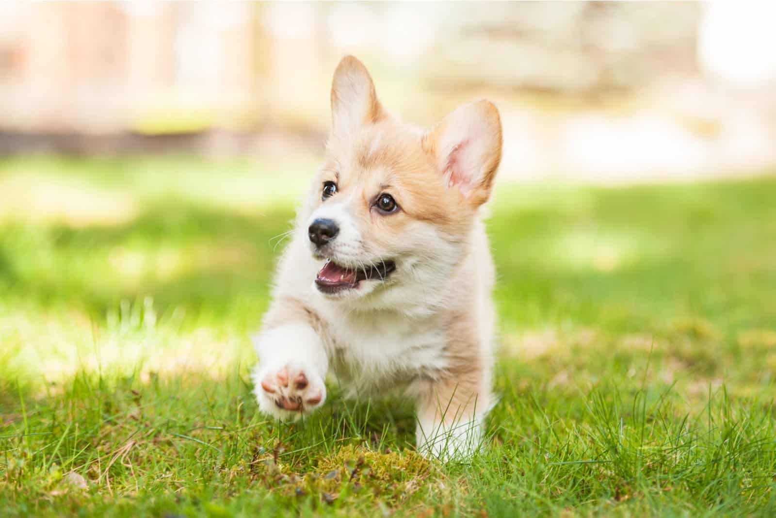 welsh corgi puppy walking