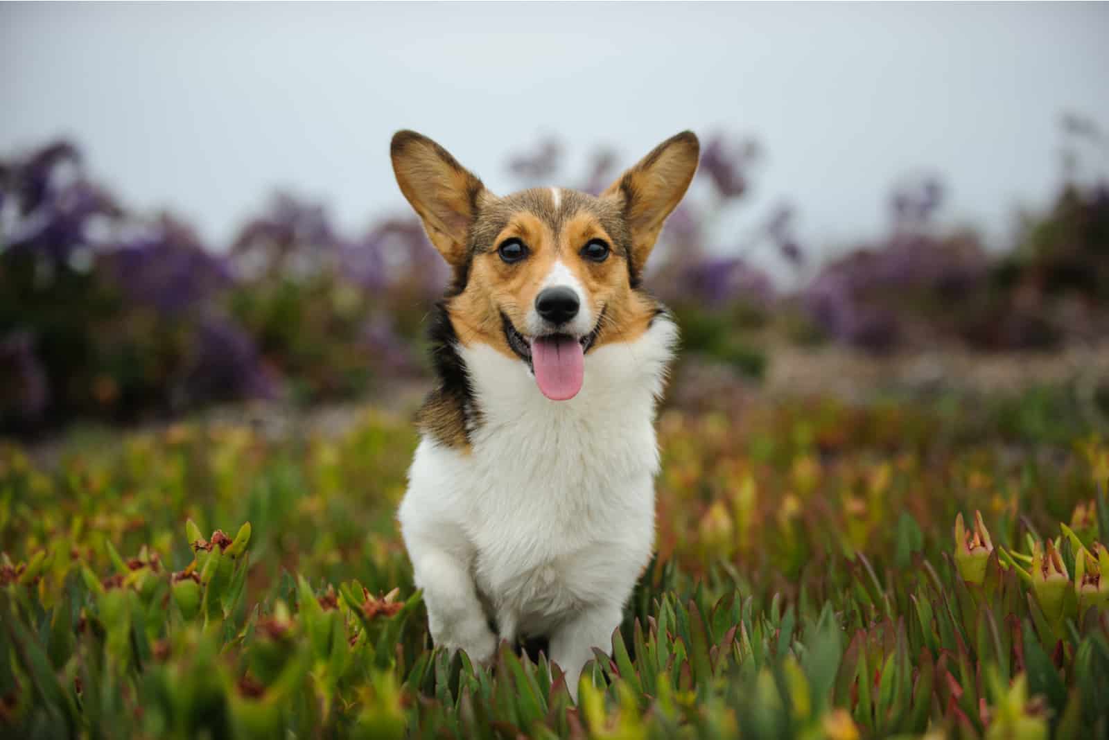 Welsh Pembroke Corgi sitting outdoors