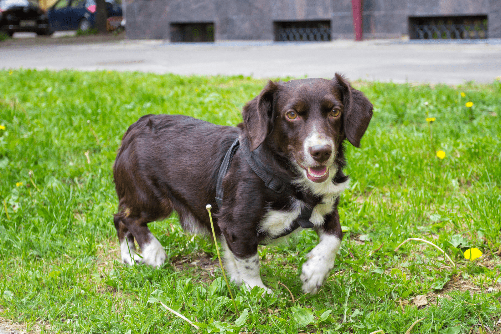 Westphalian Dachsbracke set in a meadow