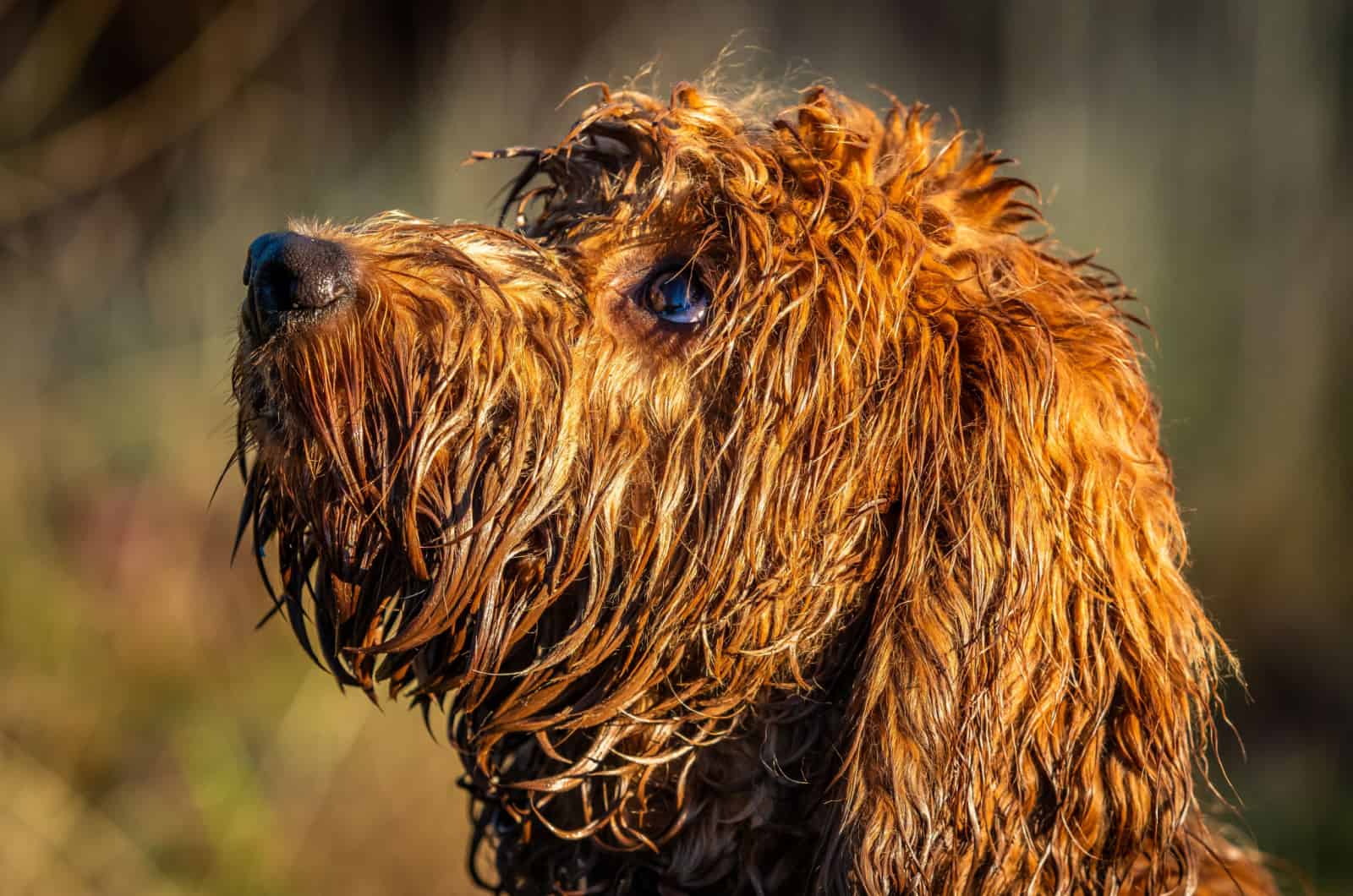 wet cockapoo side portrait