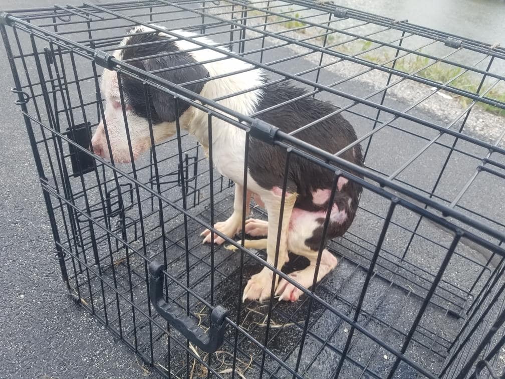 wet dog in a cage