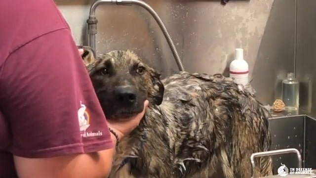 wet german shepherd in a shower