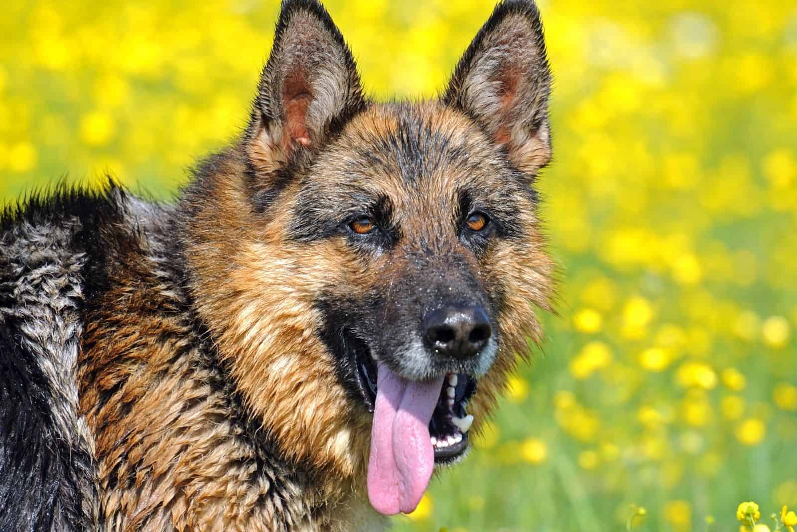 wet german shepherd in liver color headshot in the poppy garden