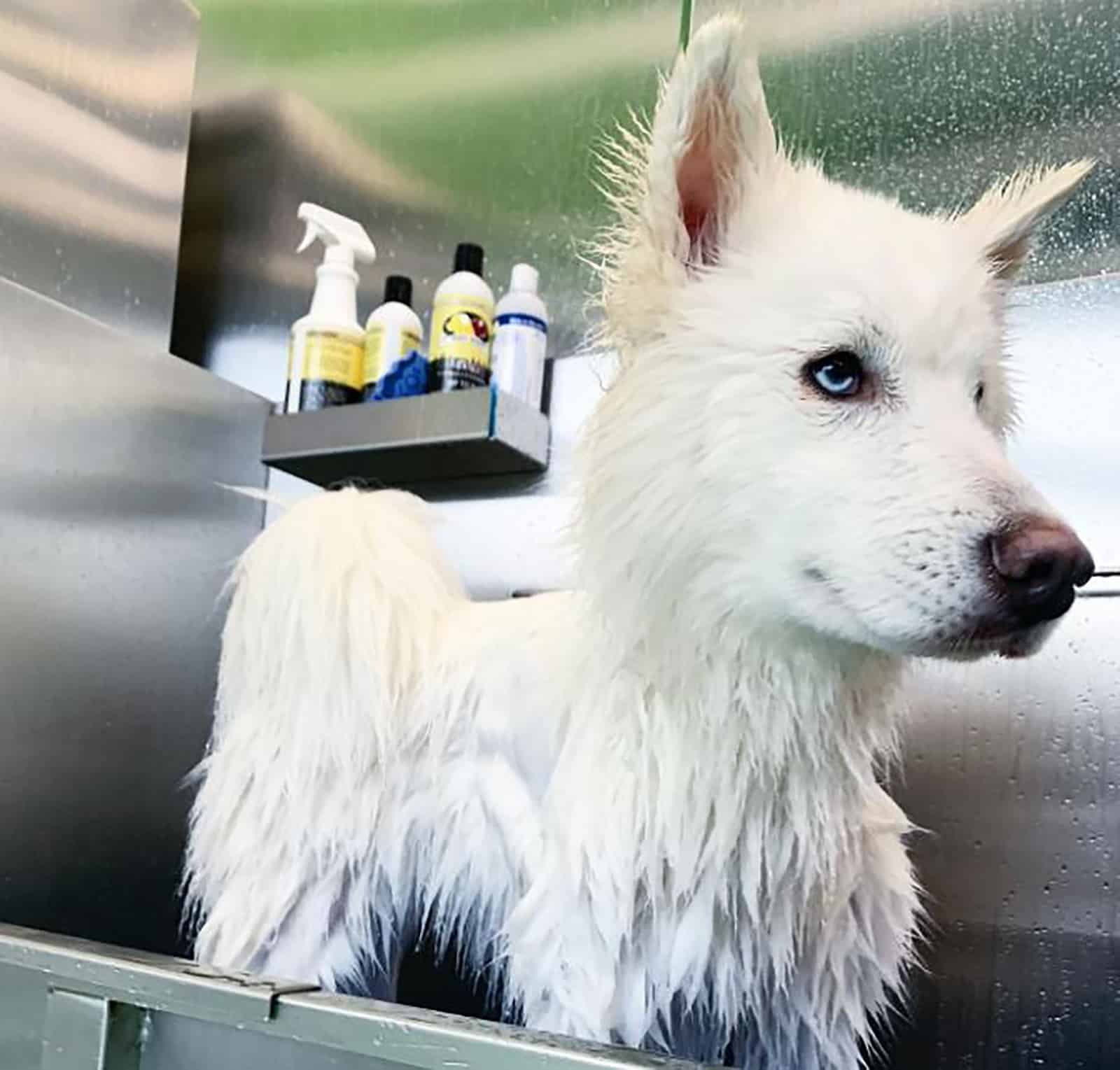 wet white samksy standing in the bath