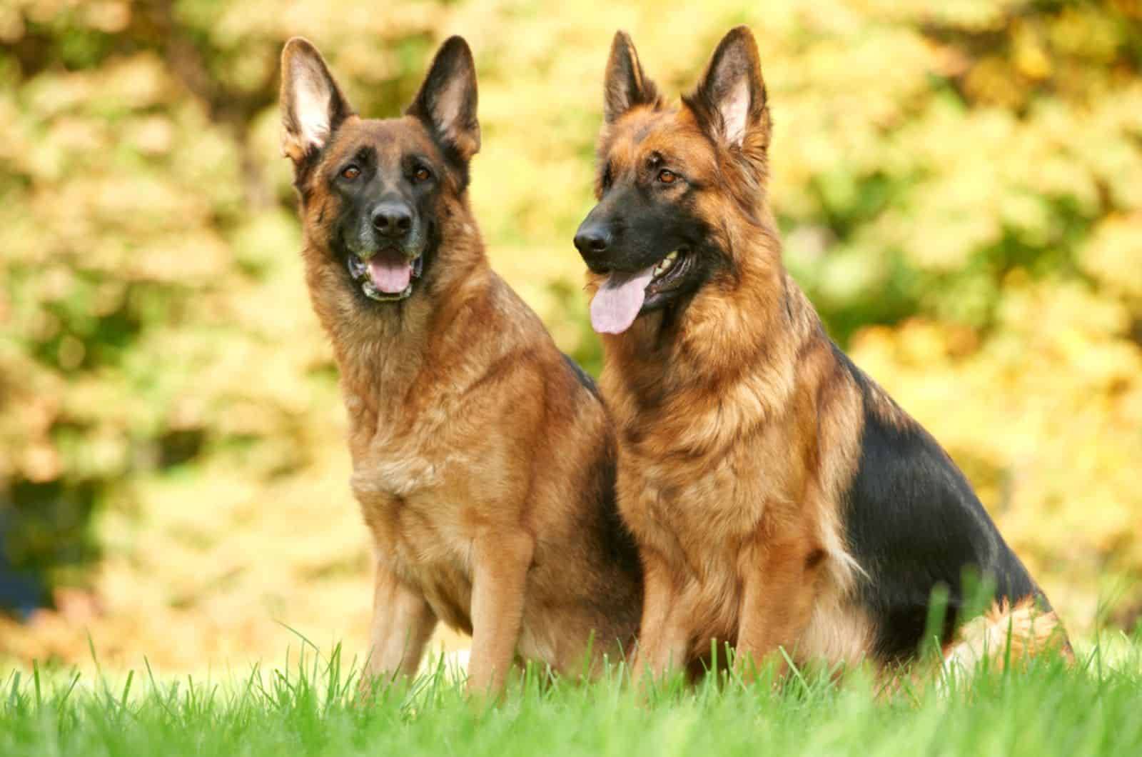 What Are German Shepherds Bred For? Surprising Truth