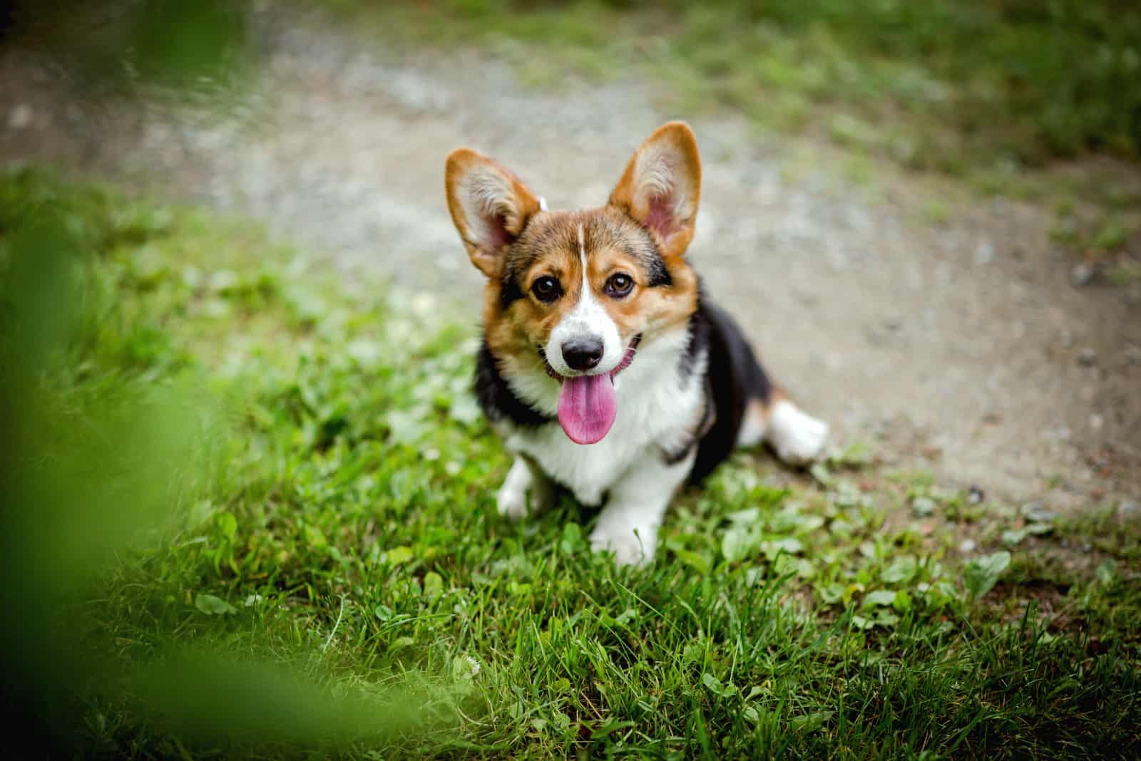 What Are Red Corgis? Pembroke And Cardigan Corgi Breeds