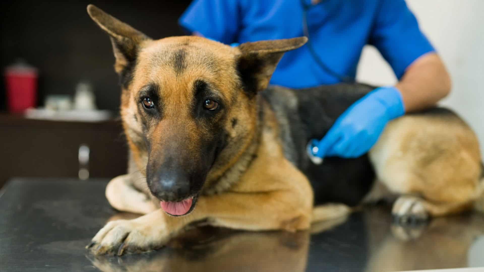 What Are Those Black Spots On My German Shepherd’s Belly?