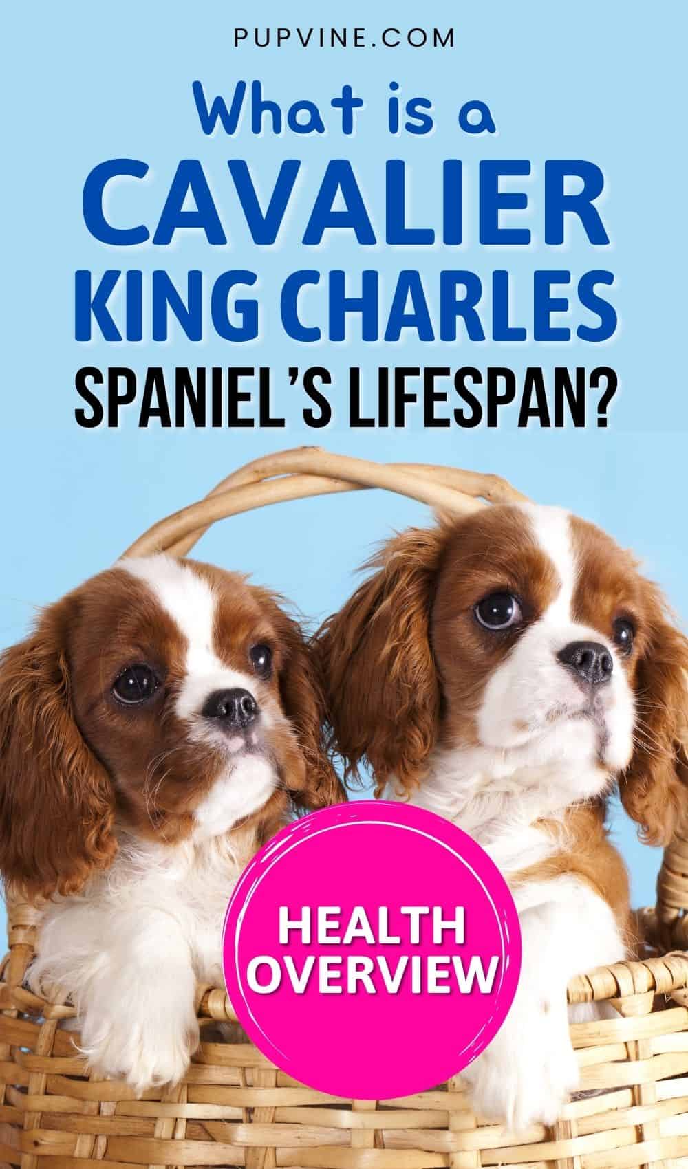 What Is A Cavalier King Charles Spaniel’s Lifespan? Health Overview