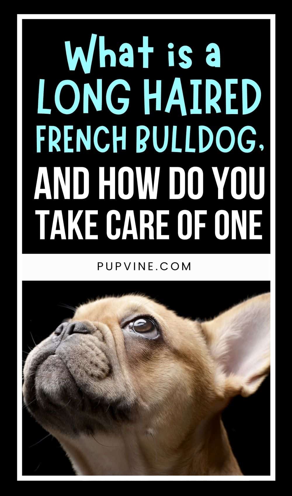 What Is A Long Haired French Bulldog, And How Do You Take Care Of One?