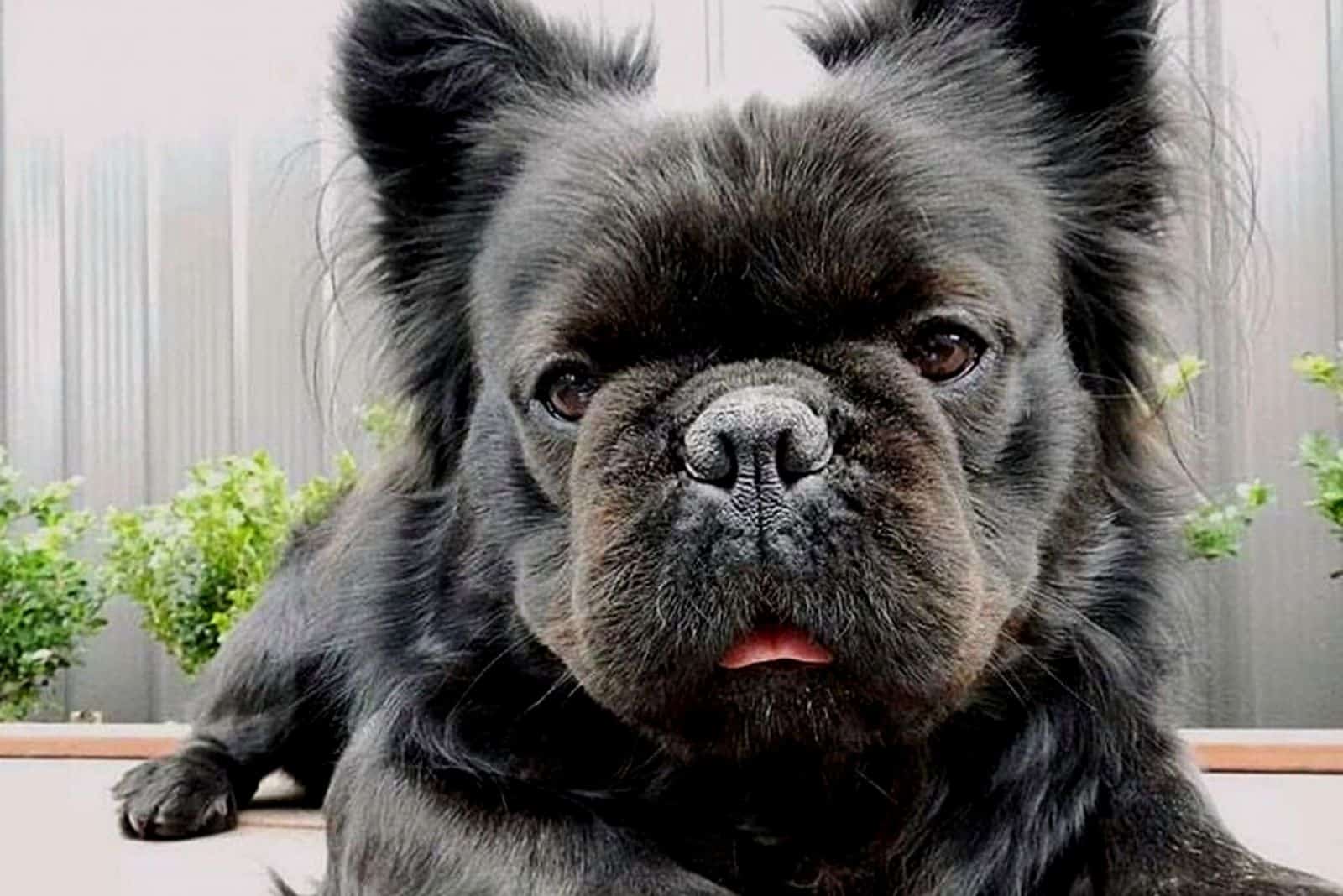 All About Long Haired French Bulldog & Taking Care Of It