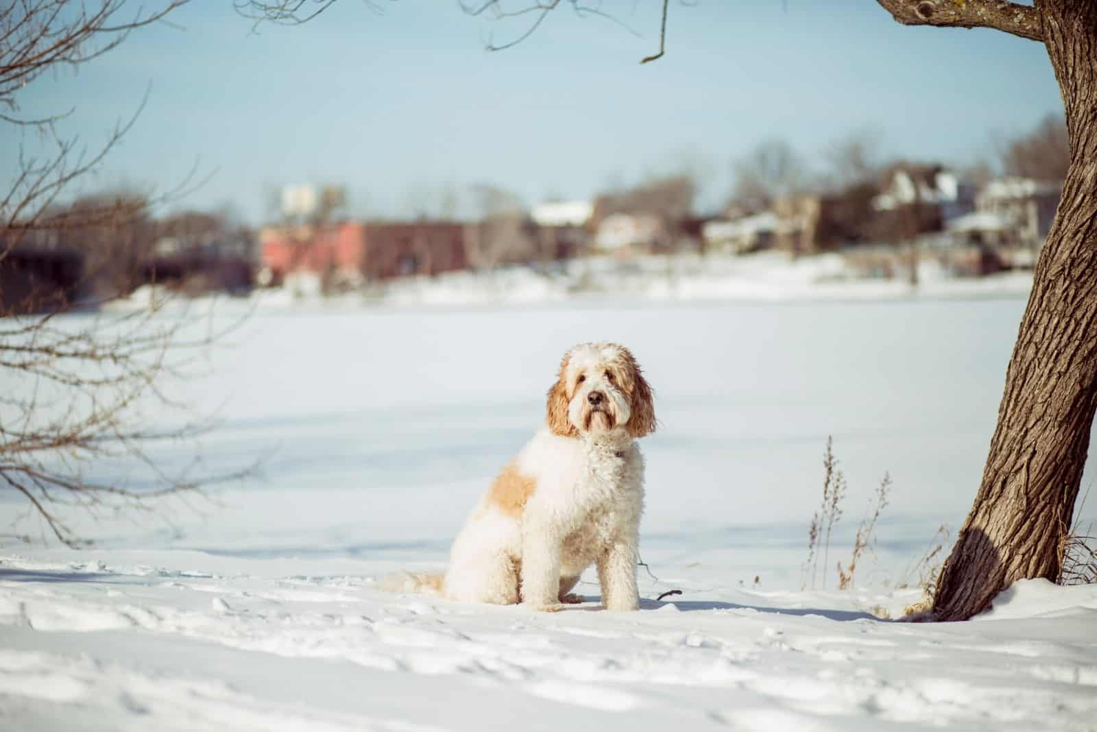 The Medium Goldendoodle: A Dog Of A Perfect Size?