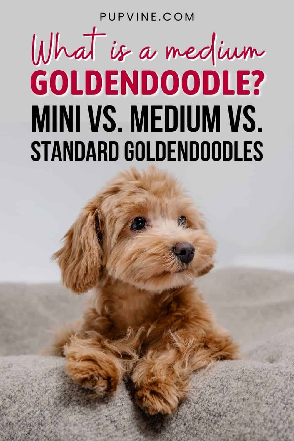 What Is A Medium Goldendoodle Mini Vs. Medium Vs. Standard Goldendoodles