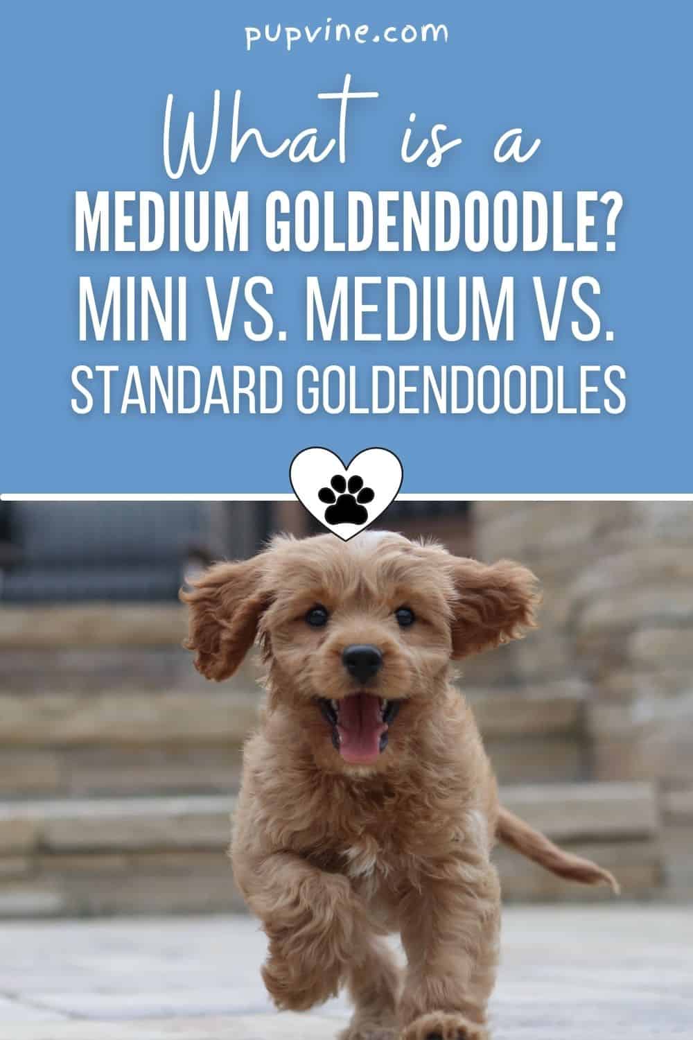 What Is A Medium Goldendoodle_ Mini Vs. Medium Vs. Standard Goldendoodles