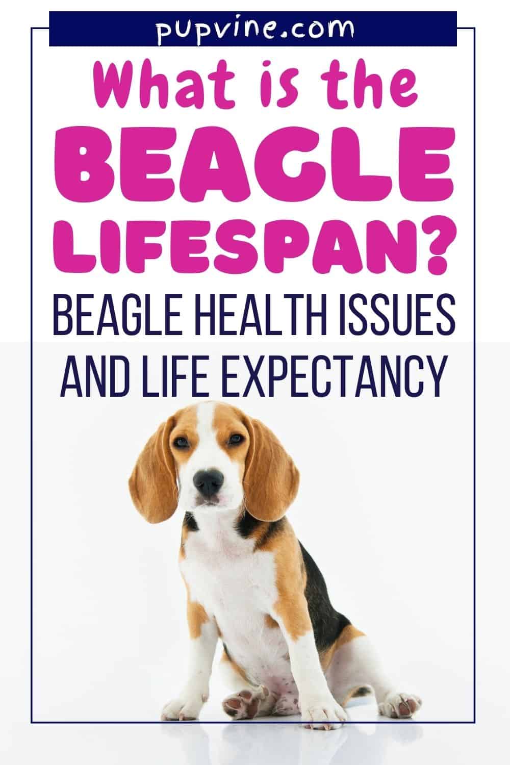 What Is The Beagle Lifespan_ Beagle Health Issues And Life Expectancy