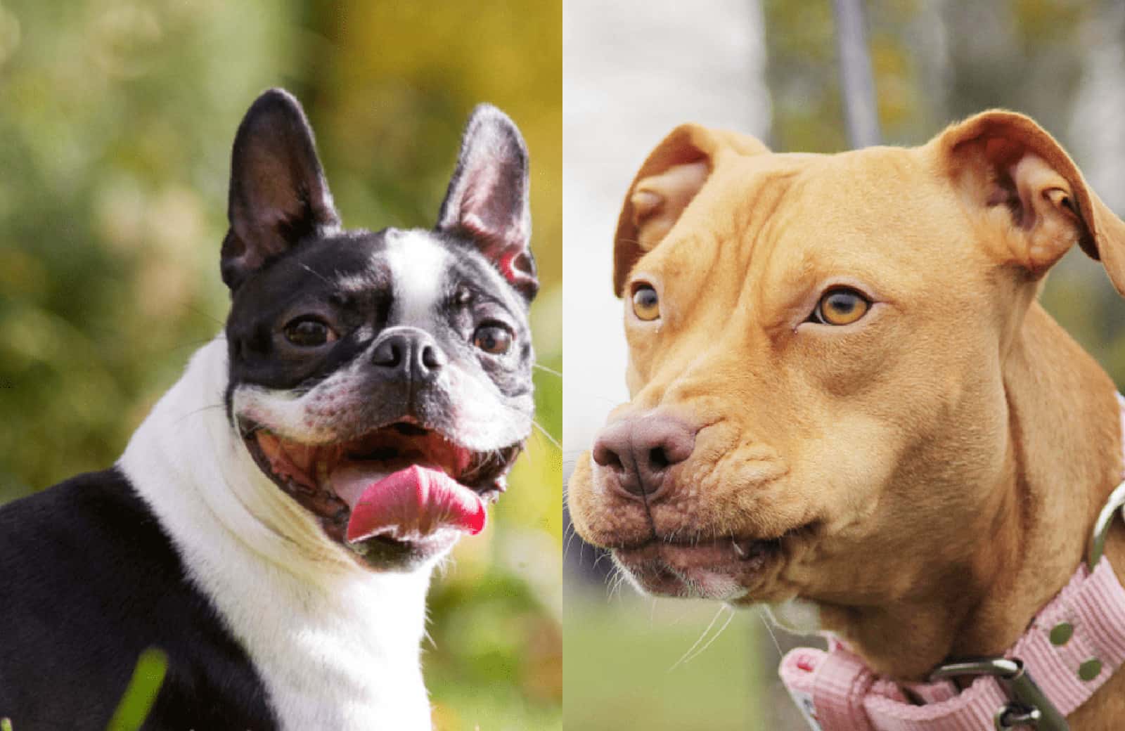 What Makes The Boston Terrier Pitbull Mix So Special?