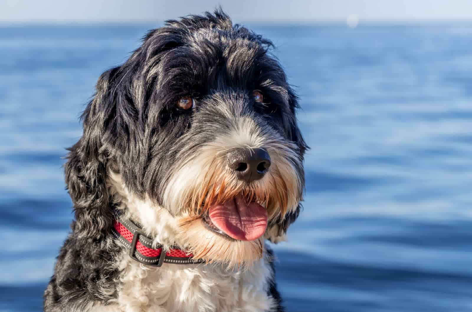 What Shapes The Portuguese Water Dog Cost