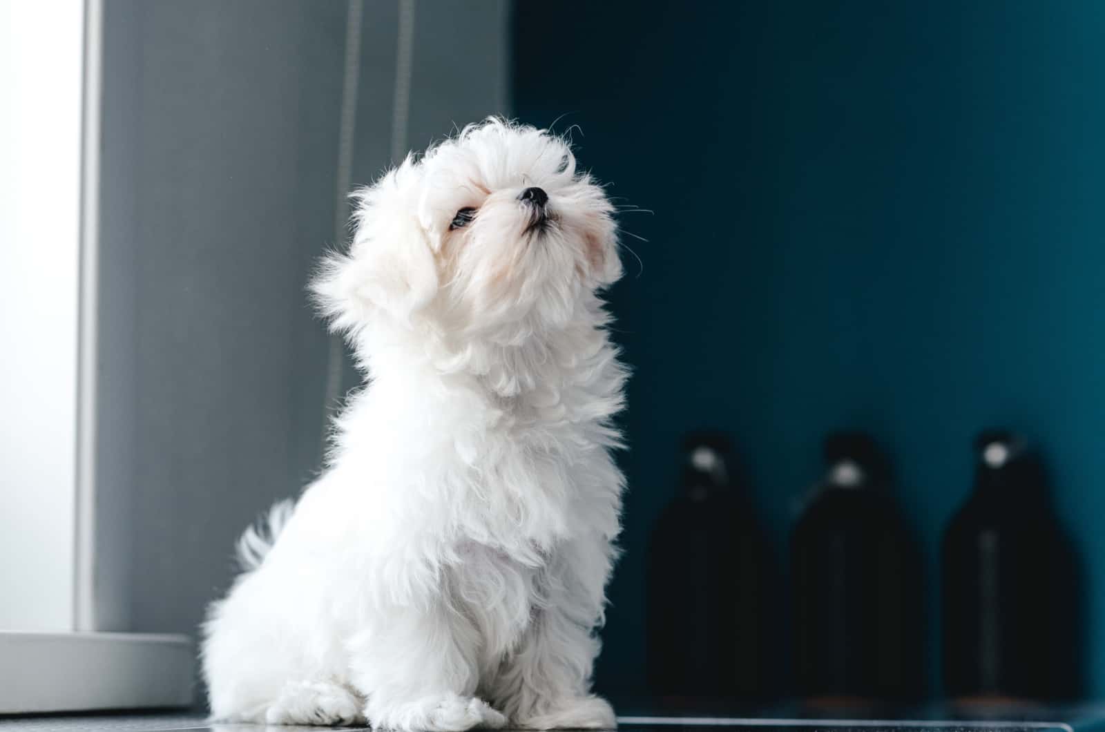 What Were Maltese Bred For? Lap Dogs Or Watchdogs?