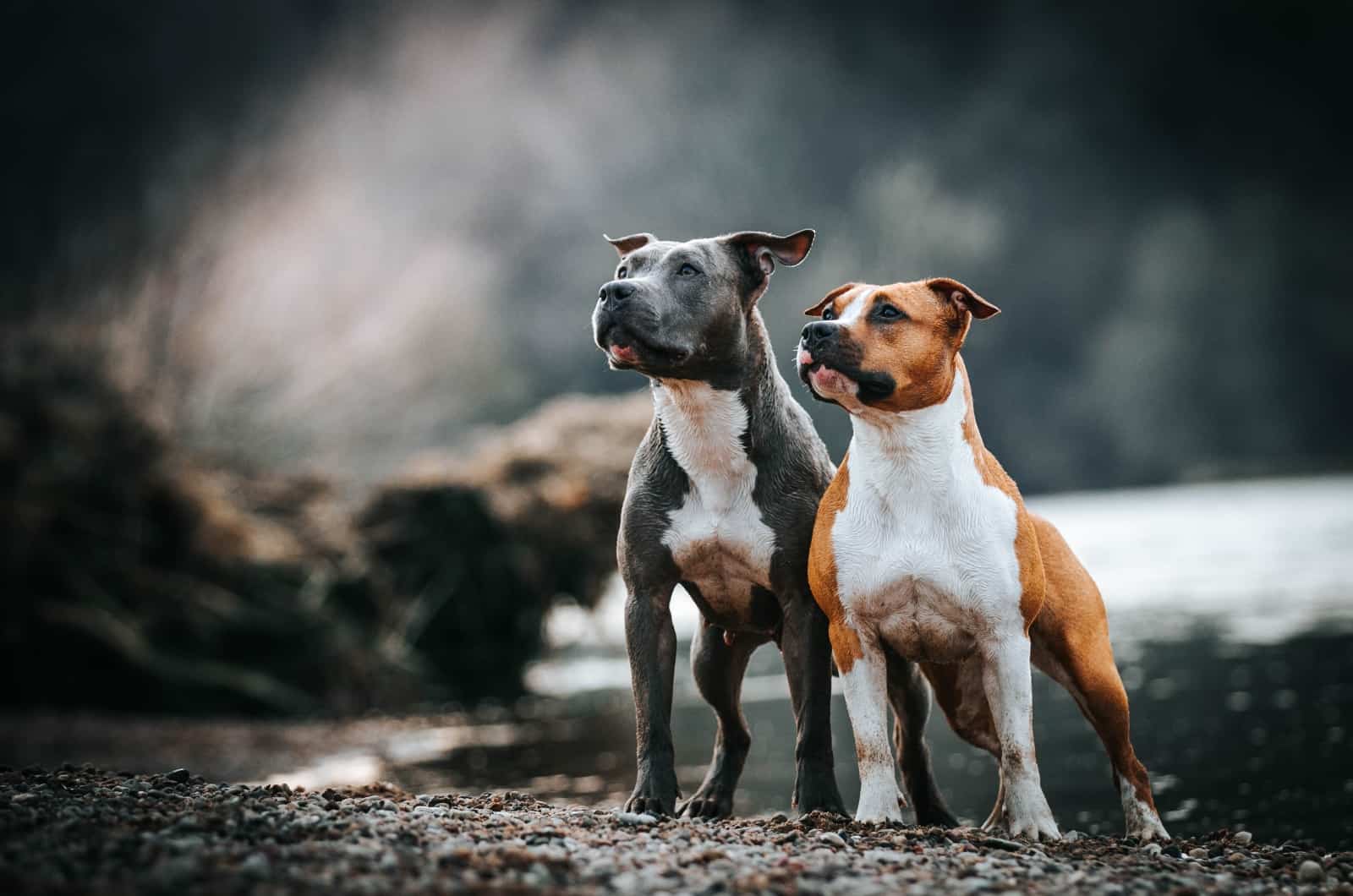 What Were Pitbulls Bred For? 7 Different Roles Throughout History