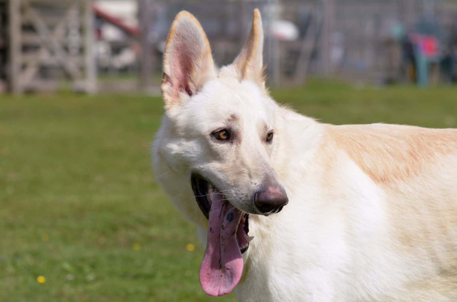 What’s All The Fuss About Blonde German Shepherds?