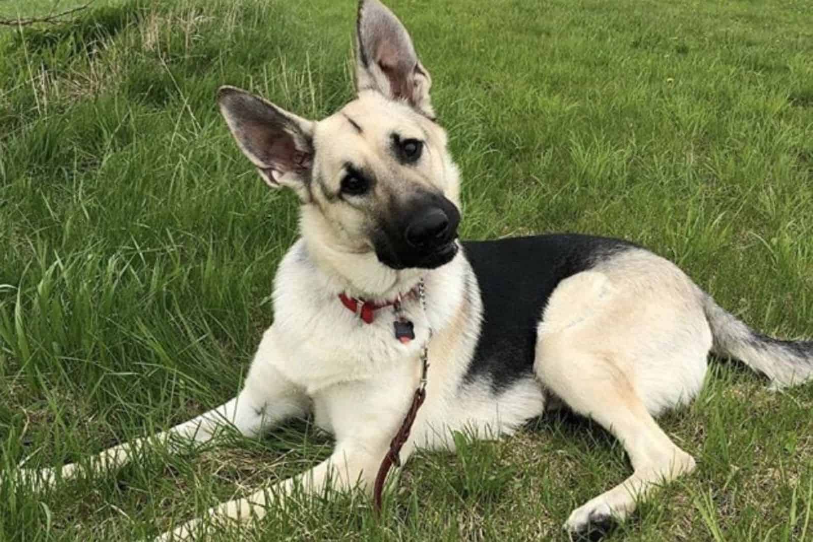 What’s So Special About The Black And Cream German Shepherd