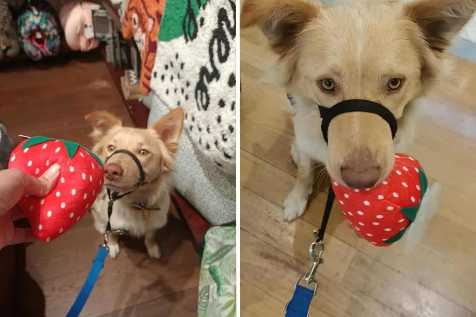 Lucky Dog Gets A Lifetime Supply Of His Favorite Toy