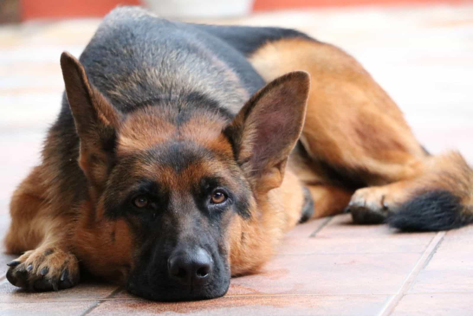 When To Euthanize A Sick German Shepherd: 6 Signs