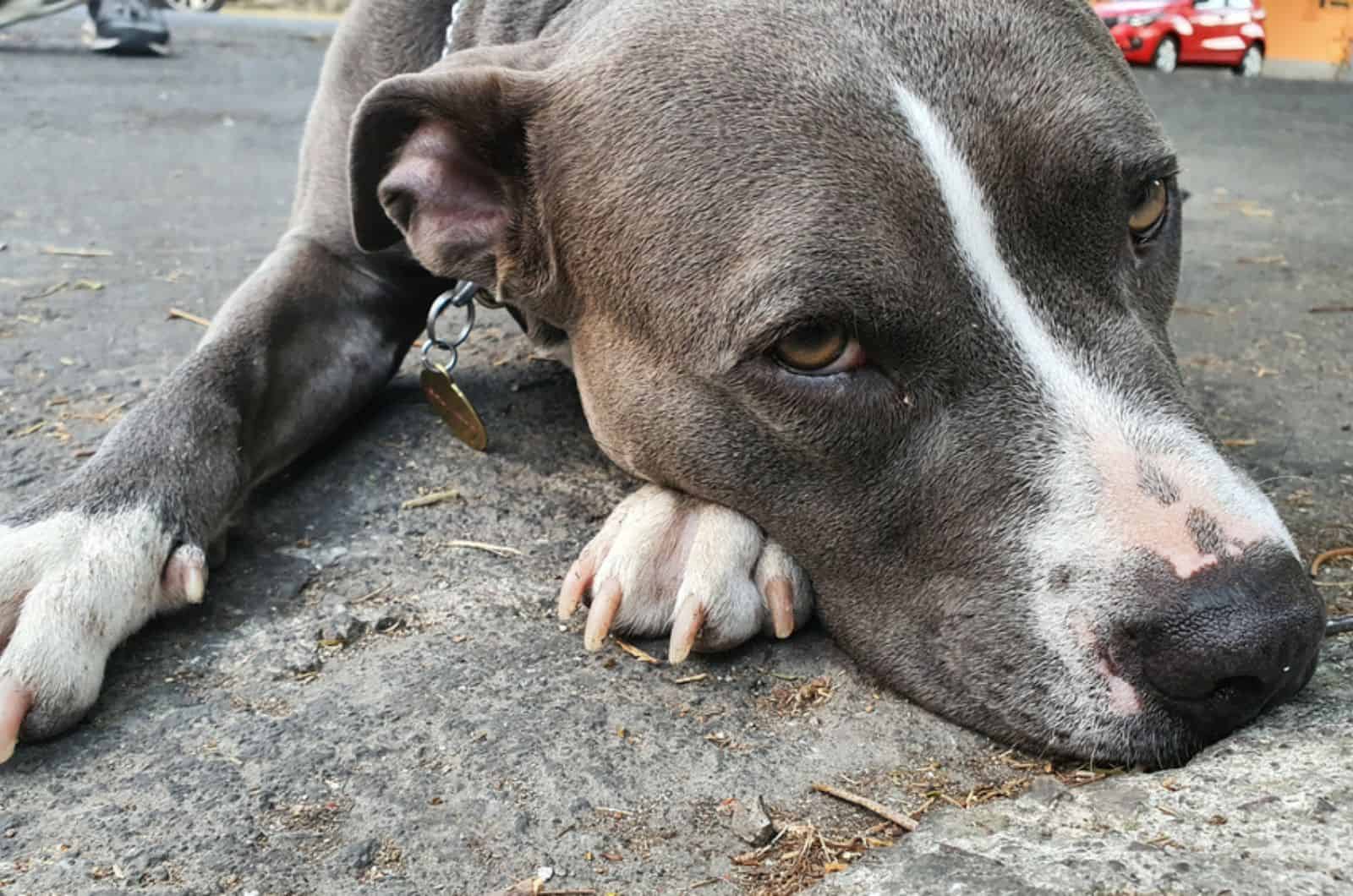 When To Euthanize A Sick Pitbull