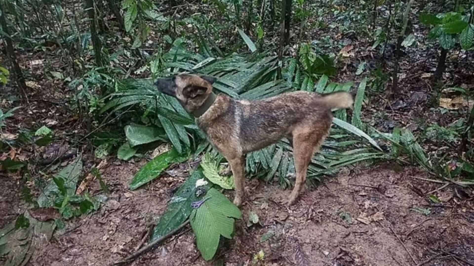 Where Is Wilson, The Search And Rescue Dog That Saved Kids?