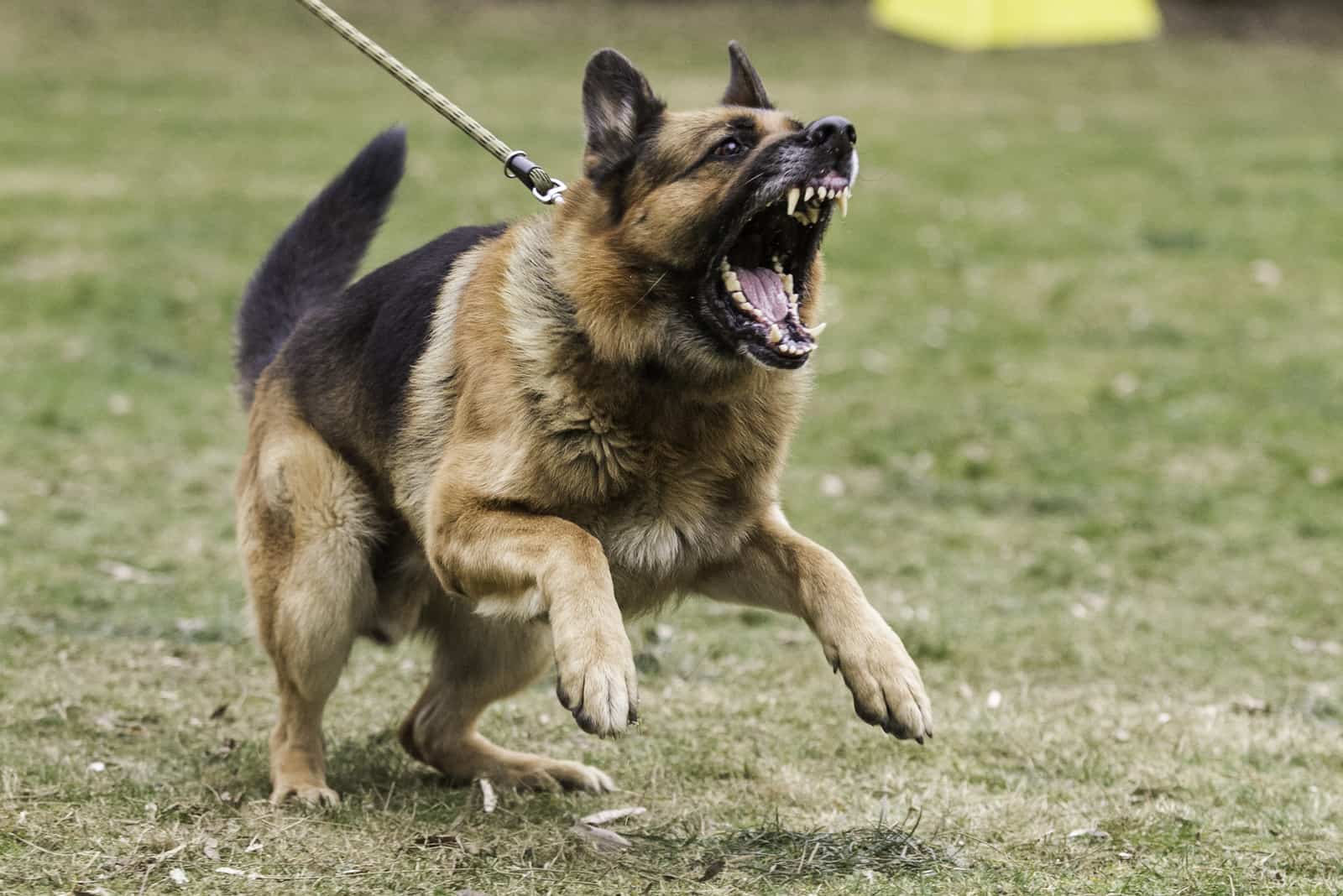 Where To Surrender An Aggressive Dog? 6 Safe Solutions