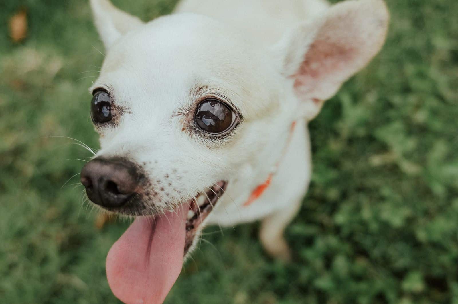 Whippet Chihuahua Mix looking up