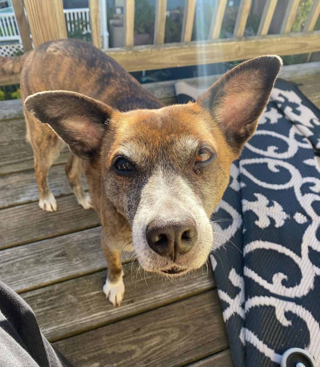 whippet pitbull mix looking directly at camera