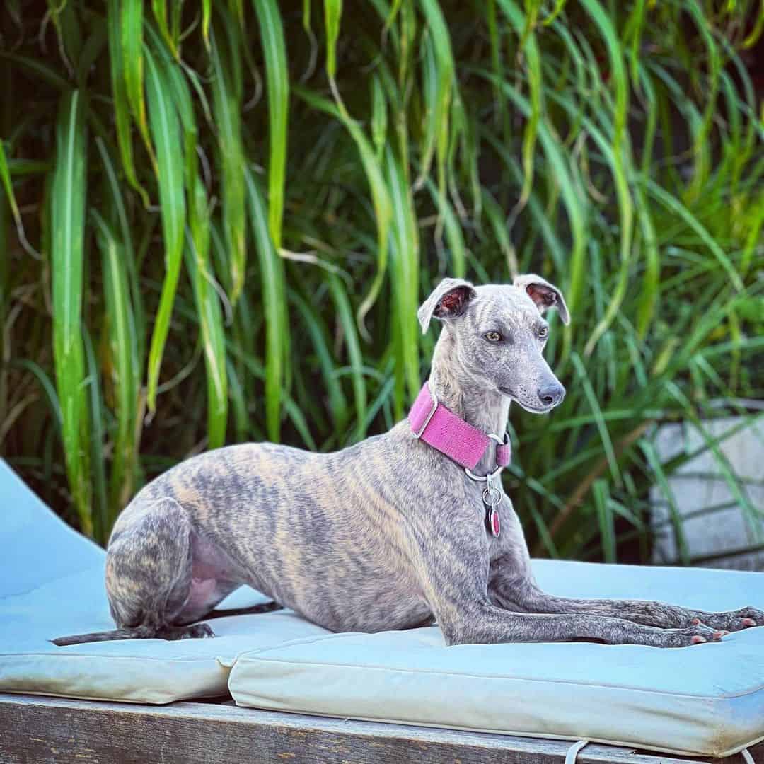 Whippet sitting outside