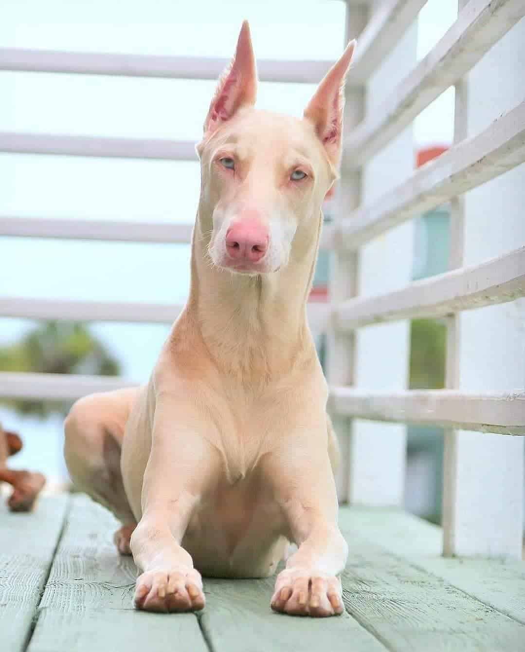 whire or albino doberman