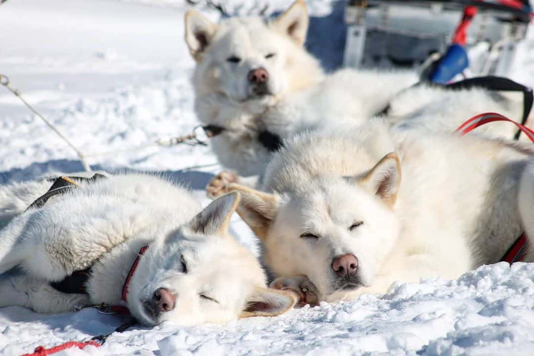 white alaskan malamute